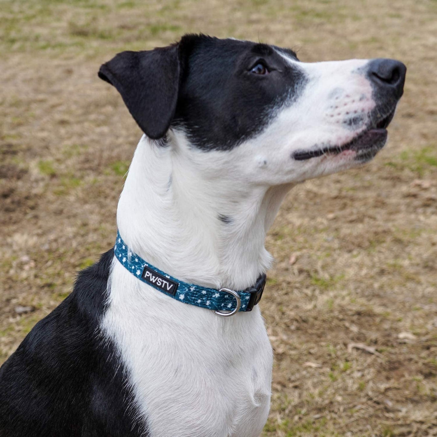 Emerald Green Flower Dog Collar