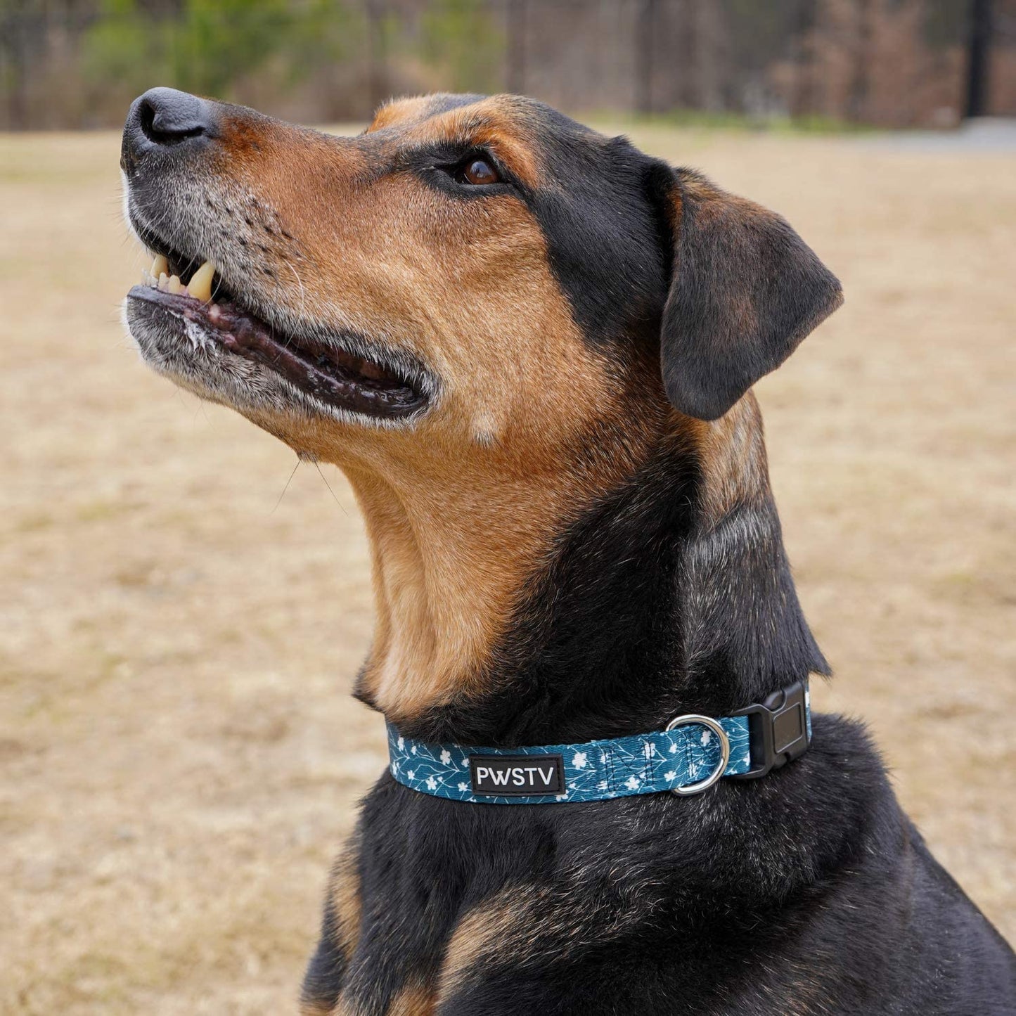 Emerald Green Flower Dog Collar