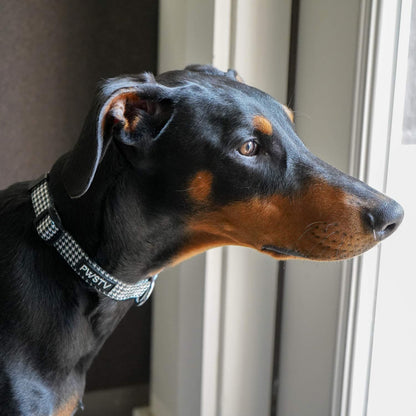 Houndstooth Dog Collar